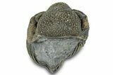 Wide Enrolled Morocops Trilobite - Morocco #323198-1